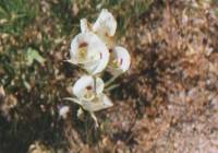 Mariposa lily